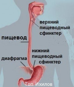 Диагностика сфинктеров пищевода в Израиле