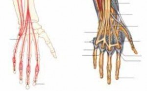 реконструкция травмированных сухожилий